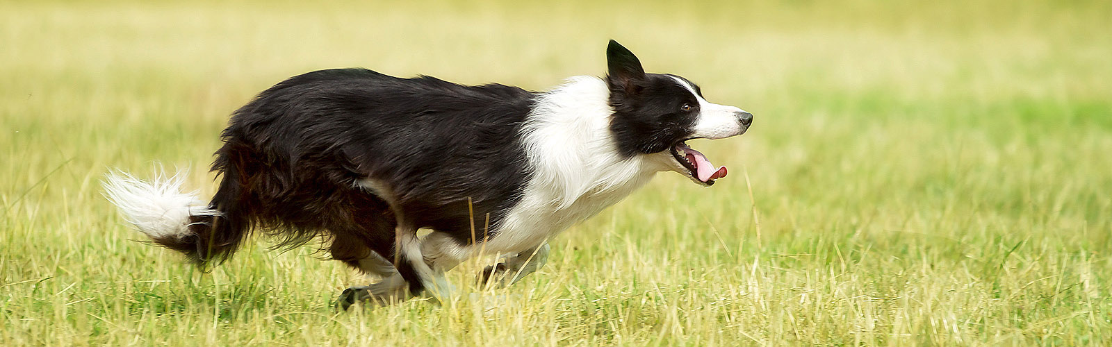 Fresh pet food outlet co